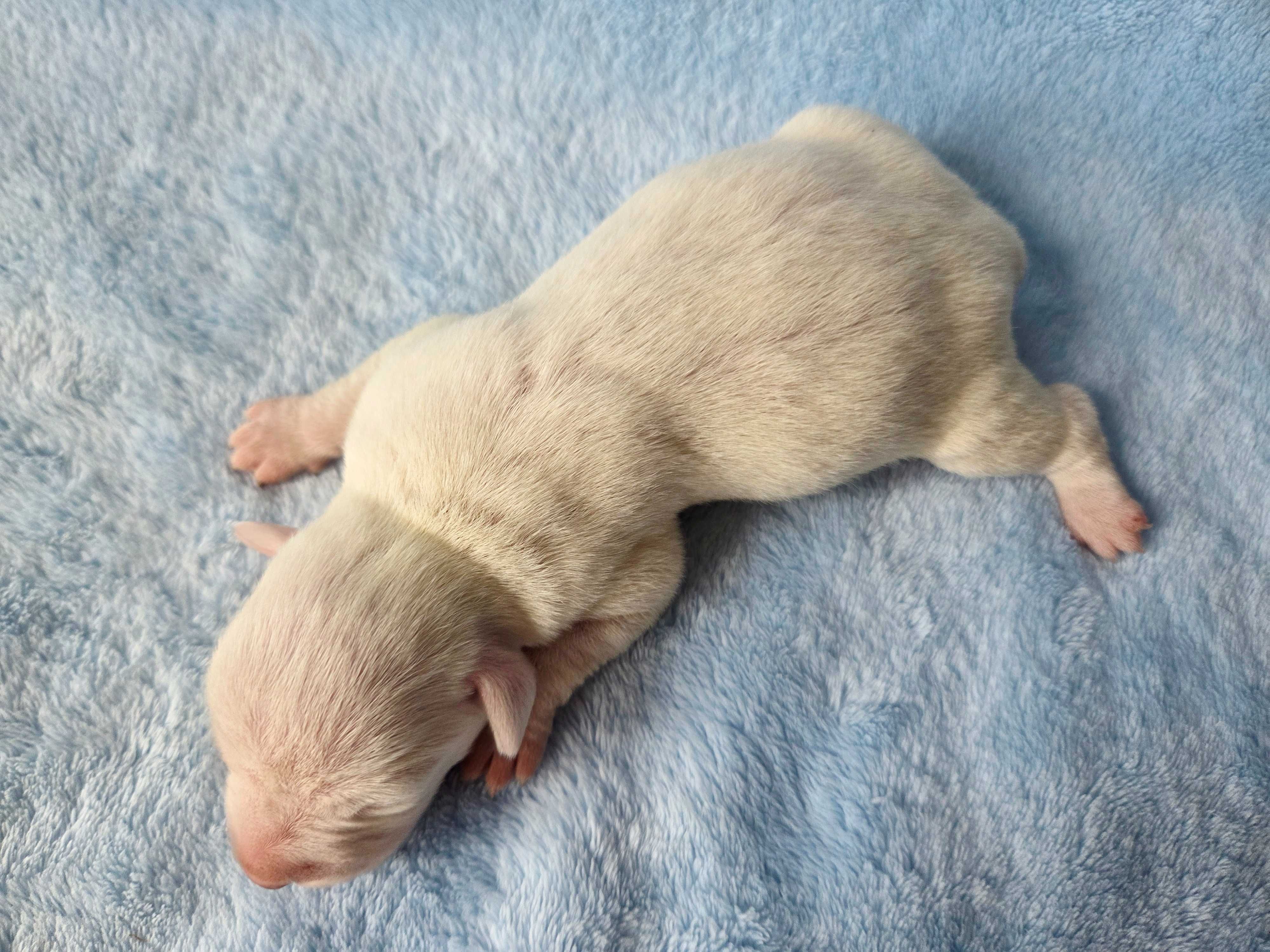 Jack Russell Terrier suczka gładkowłosa 3#