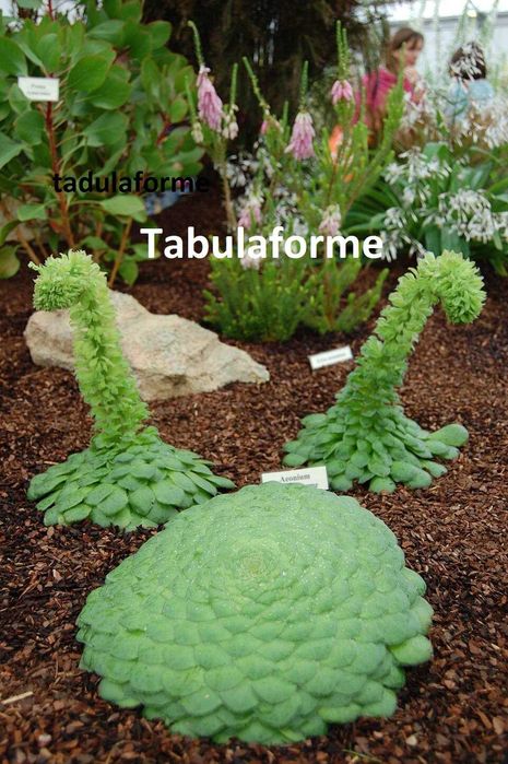 Еоніуми та   інші сукуленти.