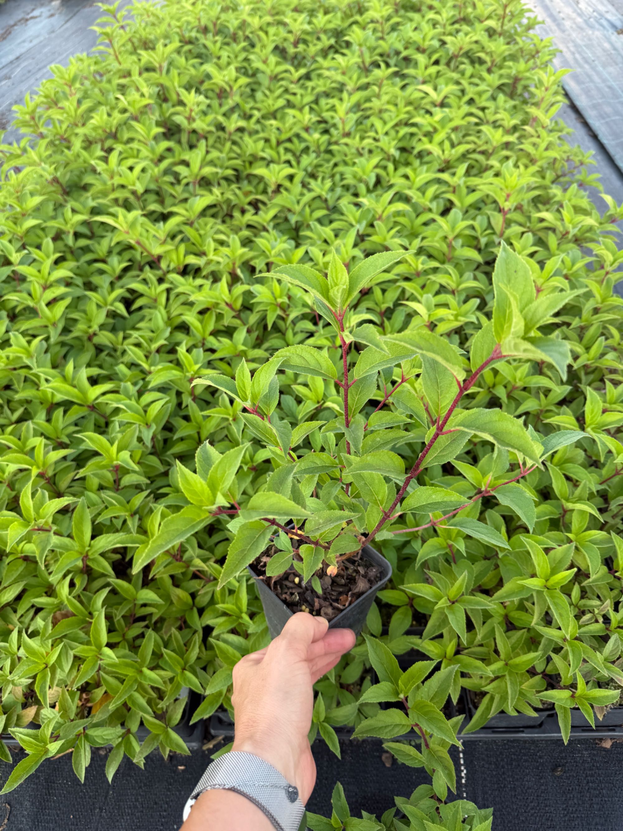 Hortensja bukietowa (Hydrangea paniculata)