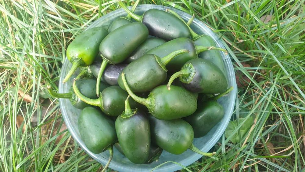 Продам насіння Jalapeno / Халапеньо