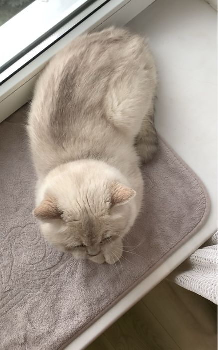 ВʼЯЗКА скотіш страйт by2533 Кіт , Кот