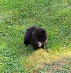 Szpic miniaturowy pomeranian ( czarny piesek)