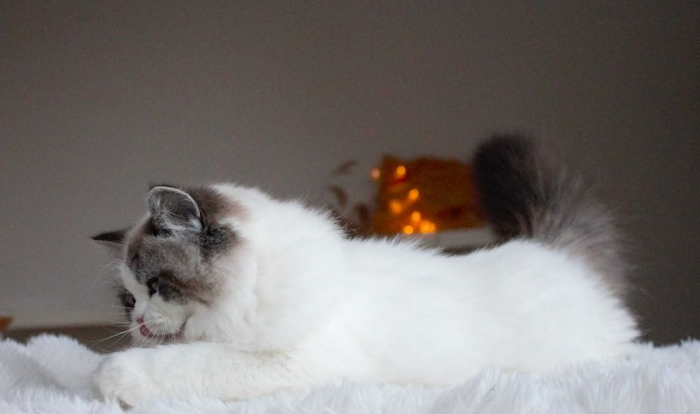 Kotka Ragdoll-rodowód FPL