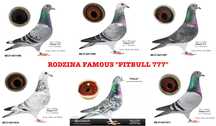 Gołębie pocztowe młode 2025 z rodziny Pitbull 6x1