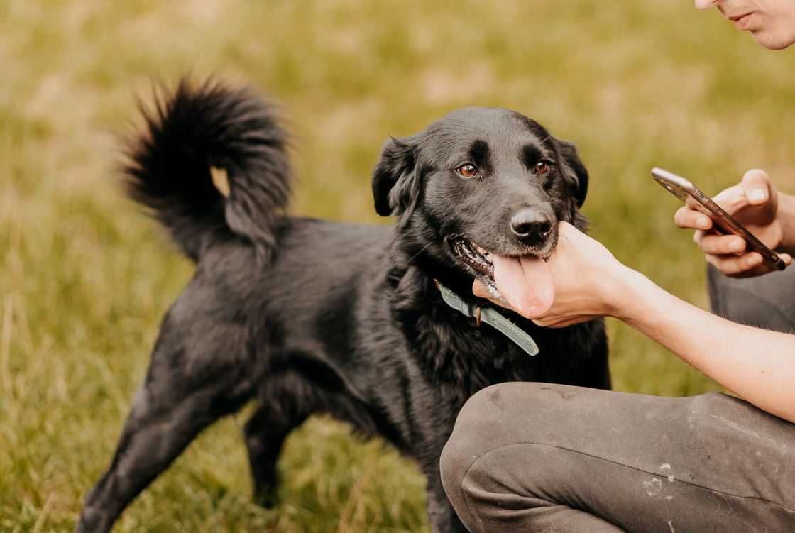 Żywiołowy, czuły, młody psiak poleca się do adopcji!!