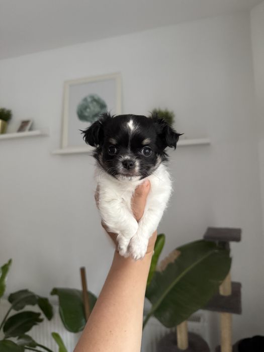 Samiec chihuahua fci