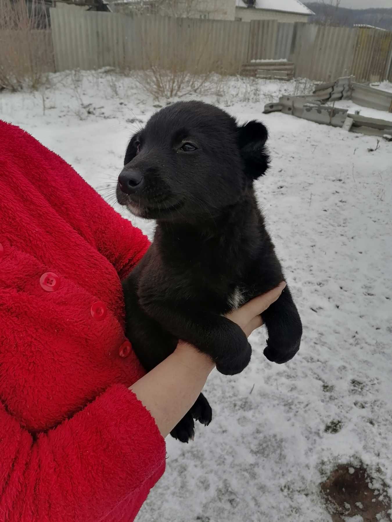Віддаємо в хороші руки цуценят