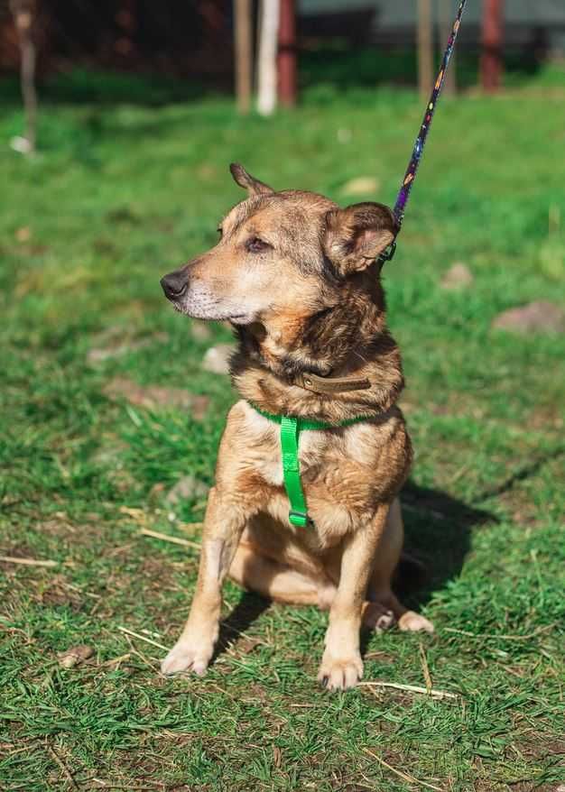 BOBBI - szuka domku tymczasowego lub stałego