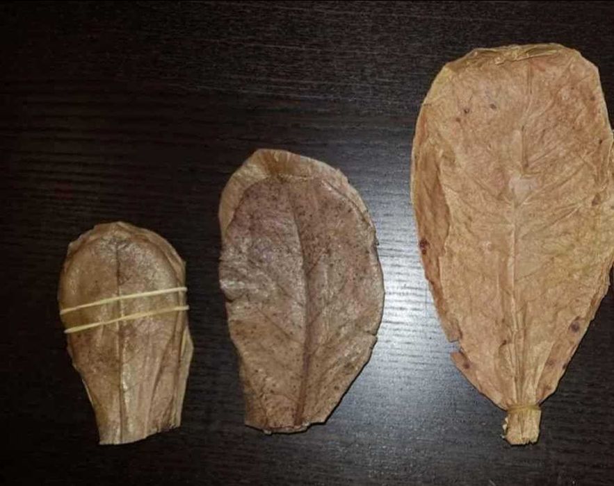 Folhas de catappa/amendoeira da india/ terminalia catappa