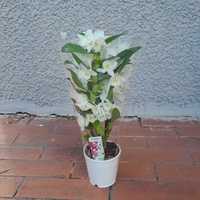 Dendrobium gęste 47cm