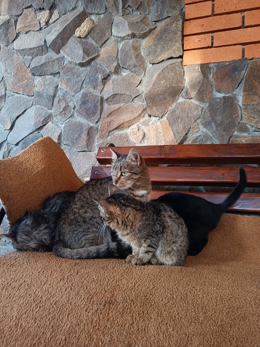 Віддаю кошенят .