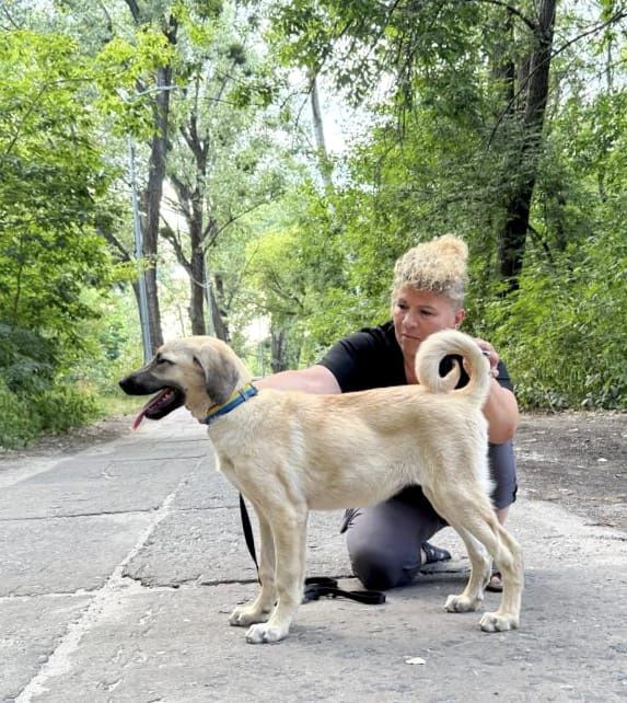 Kangal suczka 4 miesiace FCI