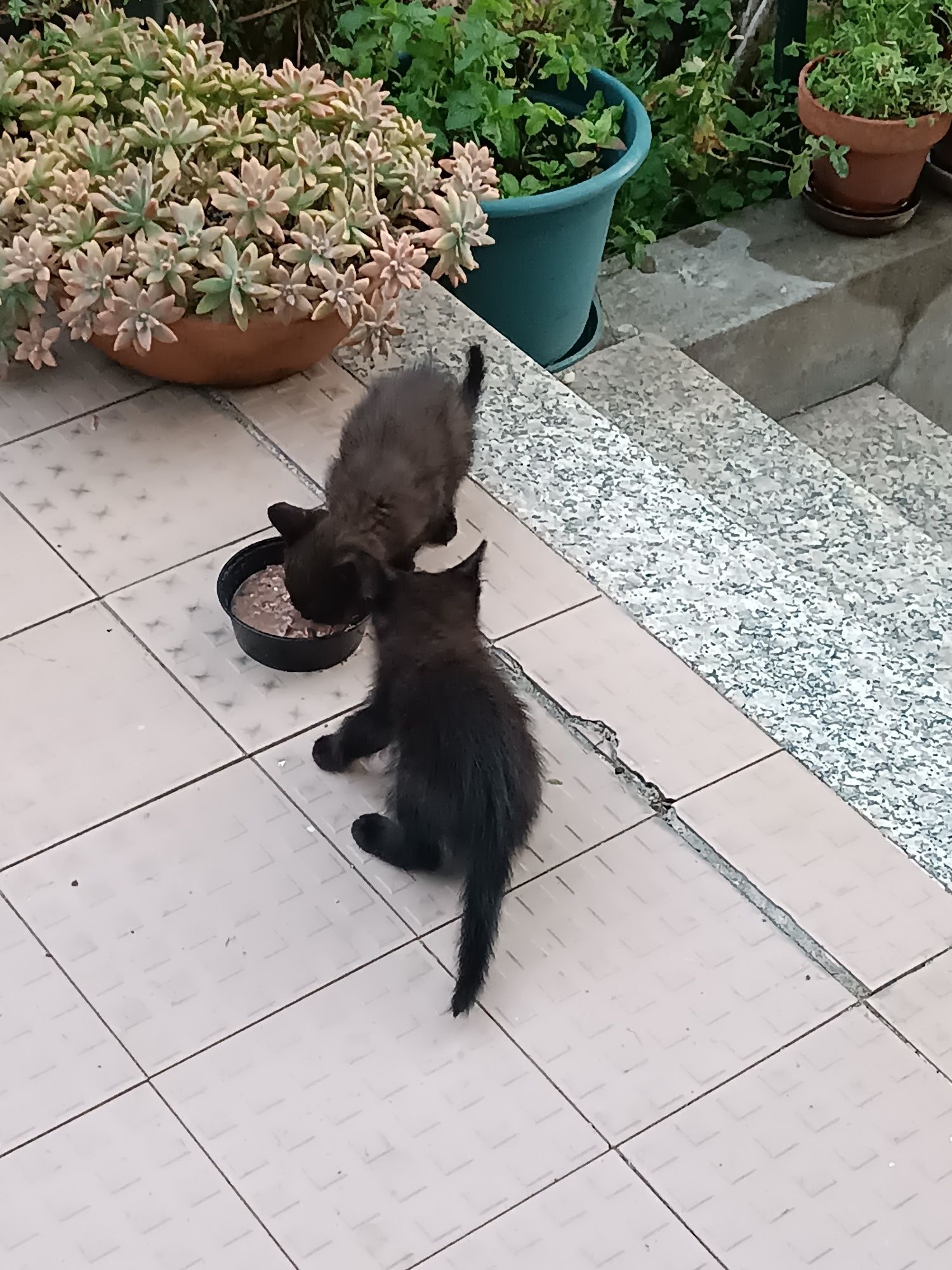 Doar gatinhos de 1 Mês e 3 Semanas