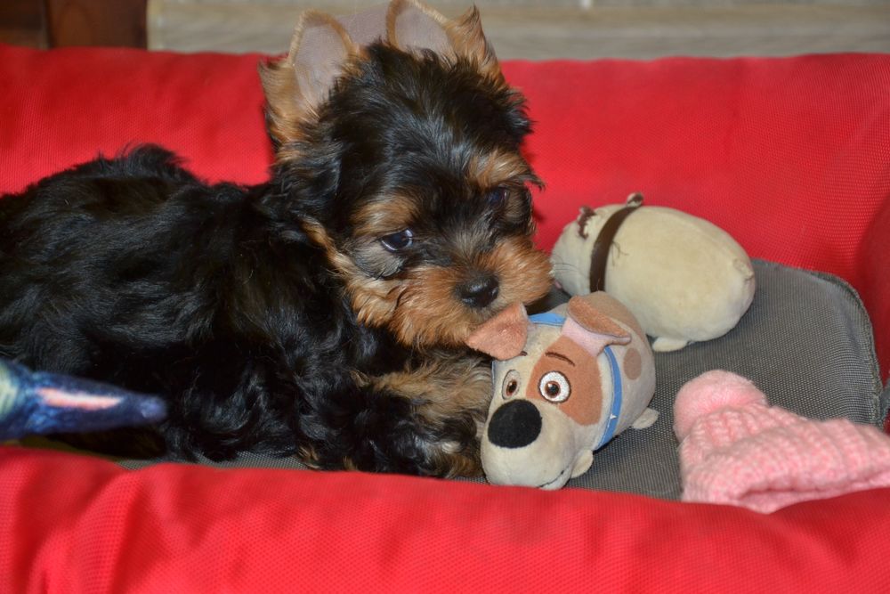 Гарна дівчинка з документами