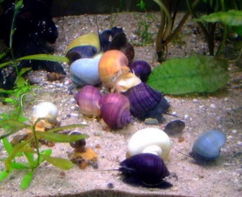 Різні акваріумні креветки, равлики