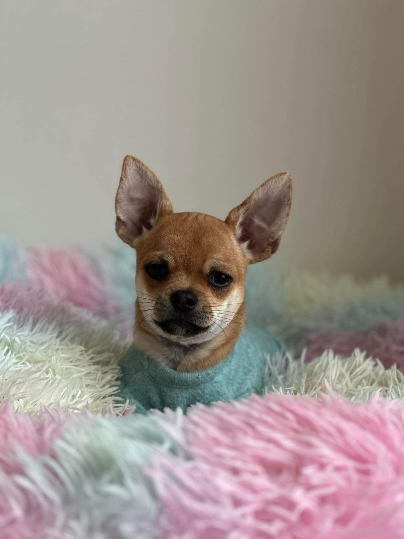 Chihuahua Macho -  cor Vermelha