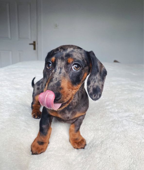 Teckel Femea Arlequim