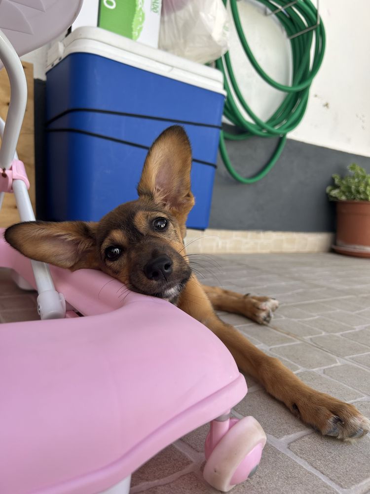 Adoçao para responsavel