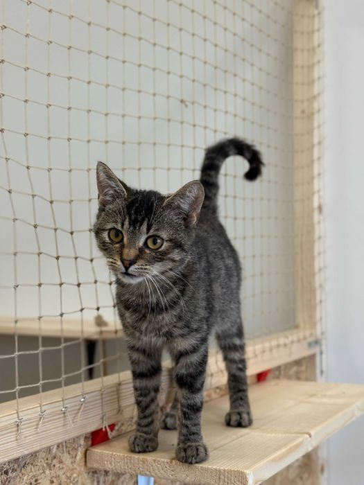 Flap - młody, ciekawski kot szuka kochającego domu!