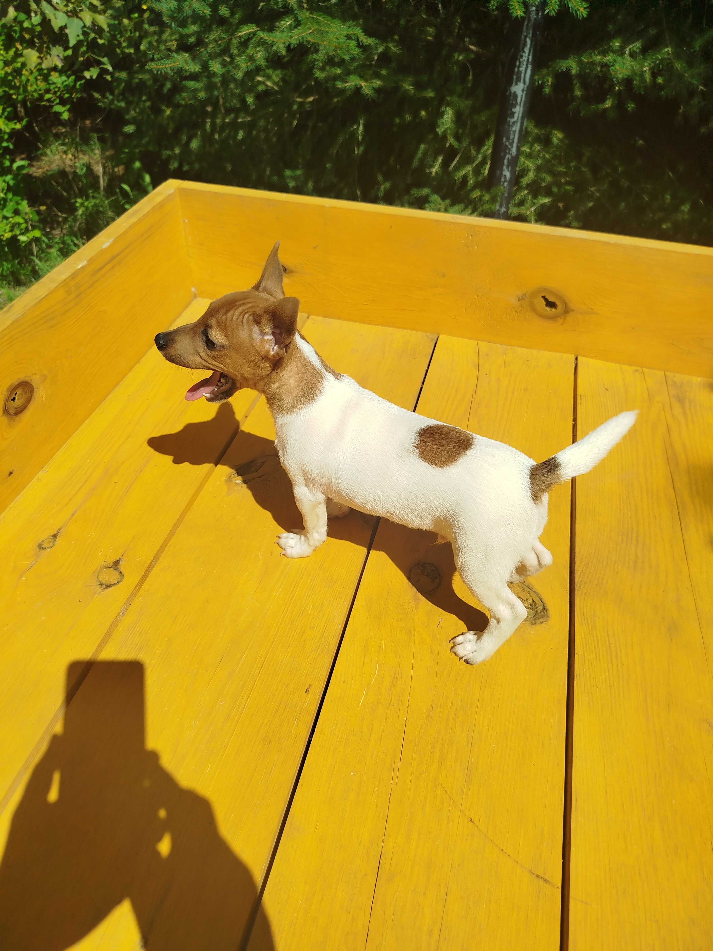 Jack Russell Terrier piesek tel.-5.7.5.3.0.2.0.3.9.
