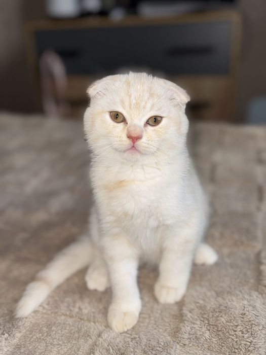 Рудий скотіш фолд шотландський