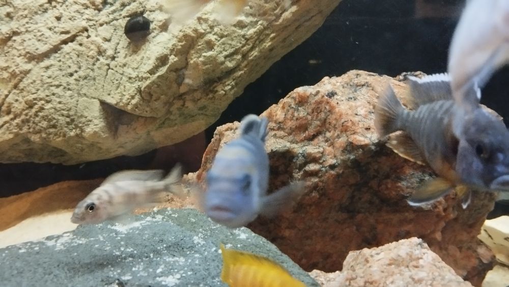 Pyszczaki Malawi Saulosi