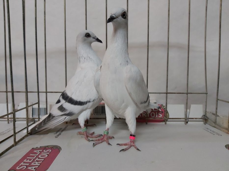 Gołębie Jasne Żałobne