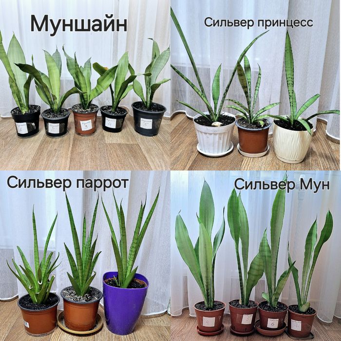 Сансенв'єрія Сильвер Мун Муншайн Сильвер паррот принцесс сансевієрія