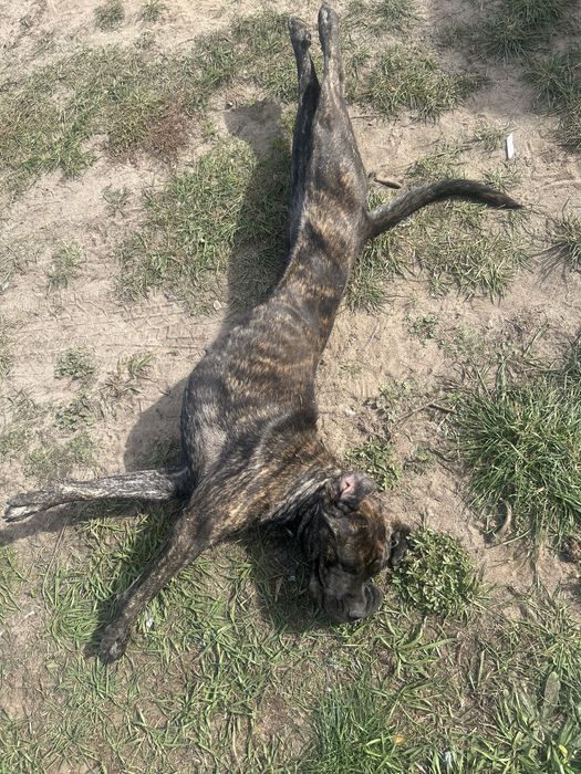 Cane Corso dorosła sunia