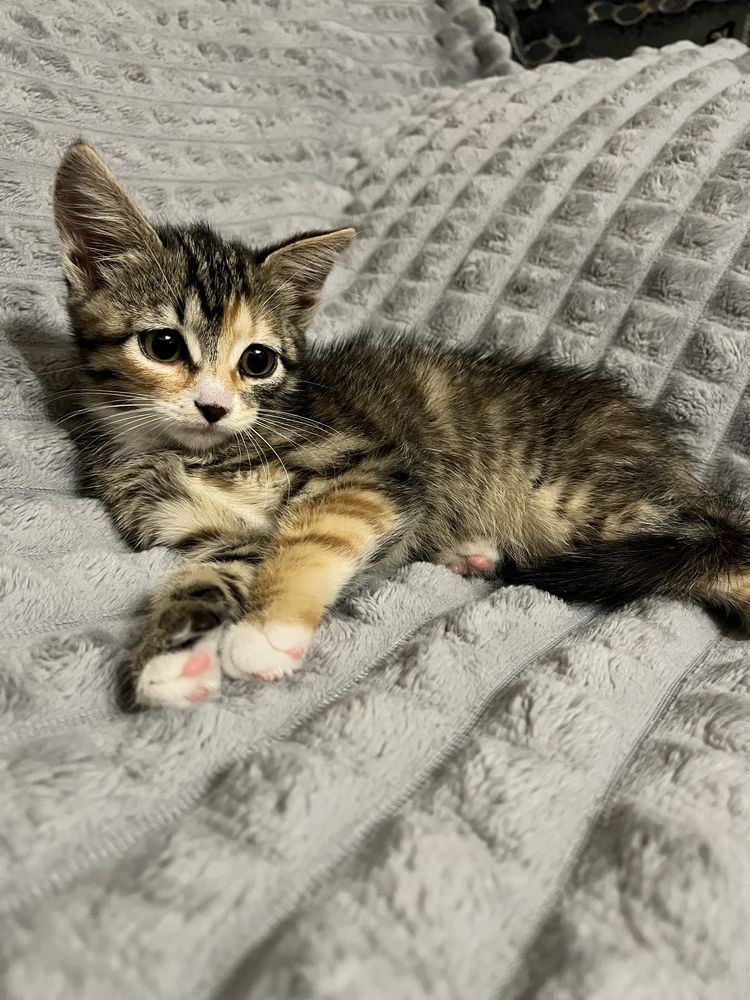 Котенок, отдаю кошечку в добрые руки