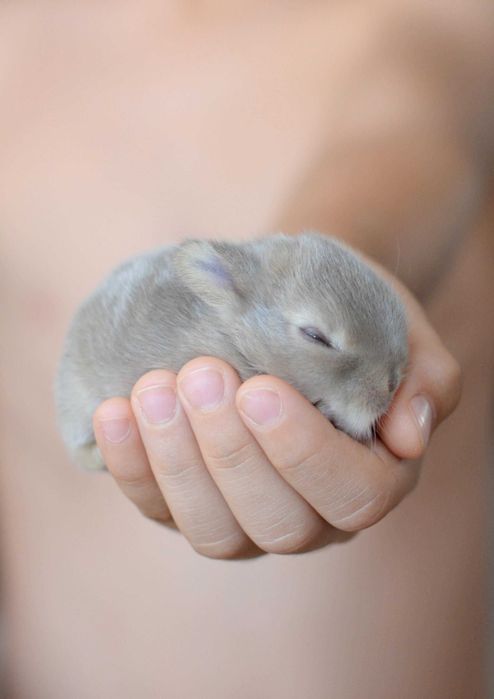 Coelhos anões mini +Gaiola Nova +alimentação adequada