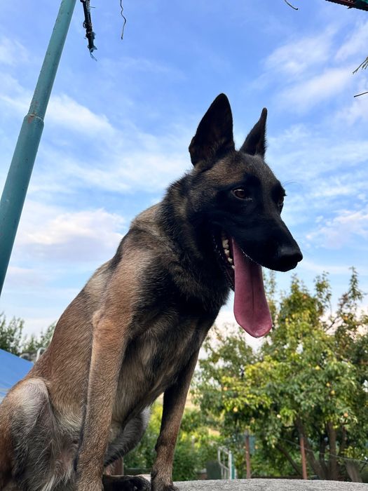 Ищем жениха бельгийской овчарки маленуа