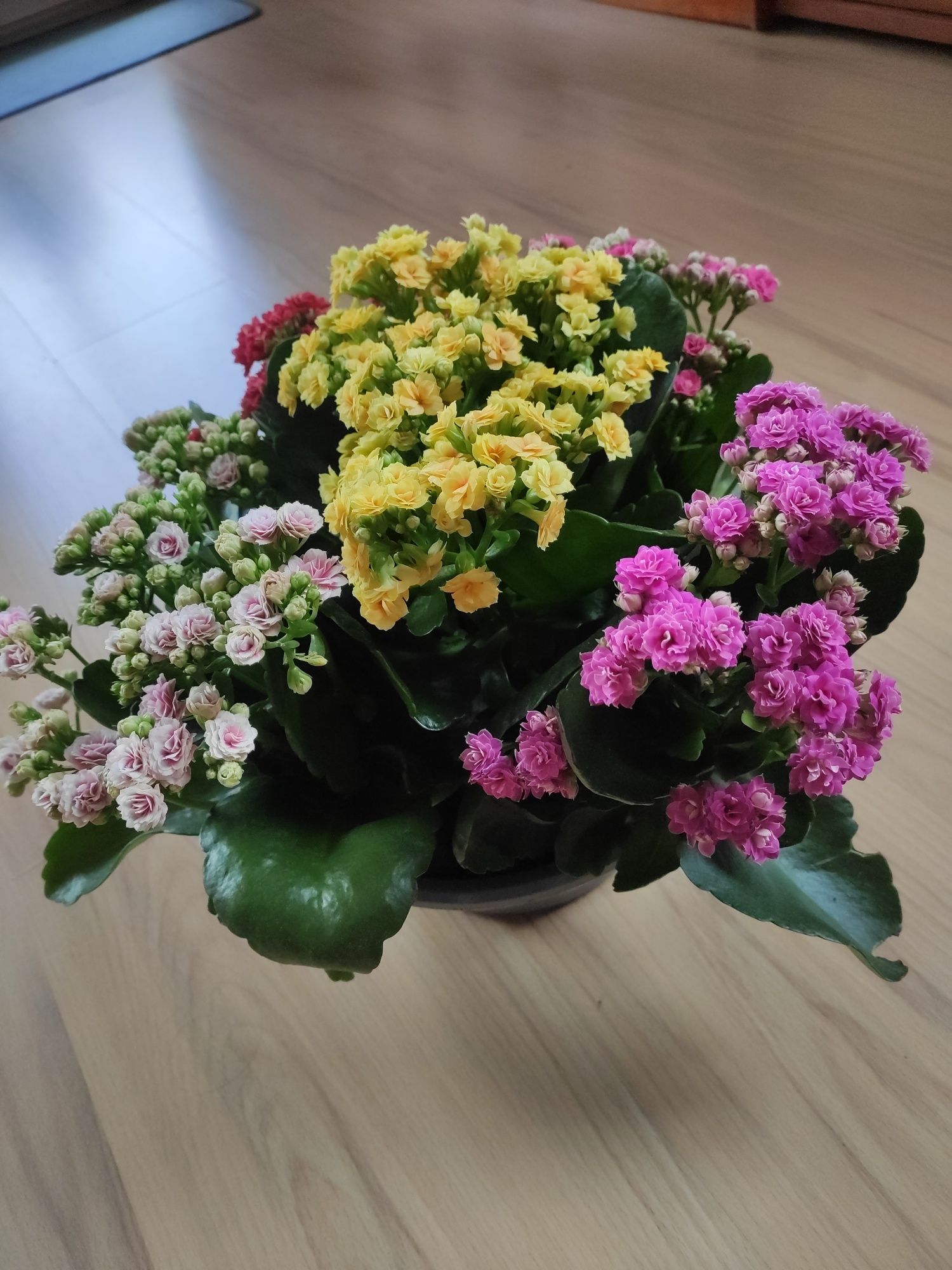 Żyworódka pełna (Kalanchoe cinqolori) don. 23 cm