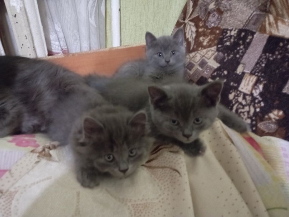 Отдам котят бесплатно