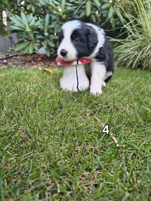Piesek Border Collie
