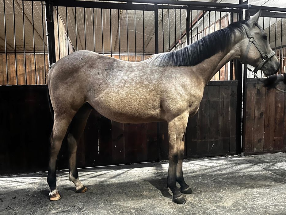 Izabelowaty/palomino ogier po Eternal Poco Blanco (AQH)