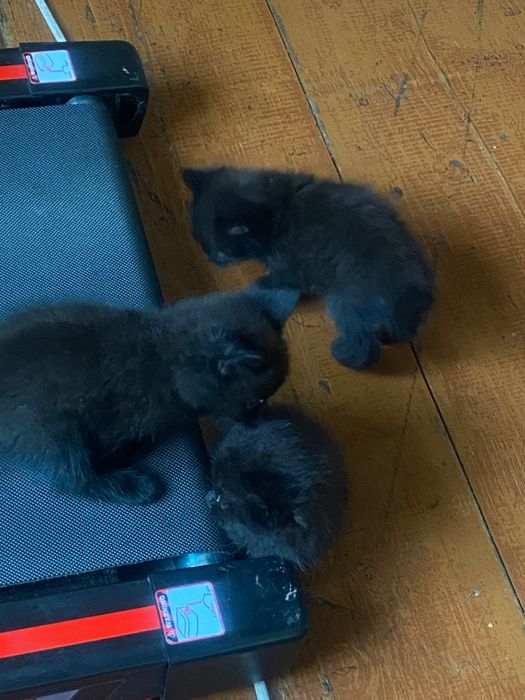 Віддаю котенят в добрі руки