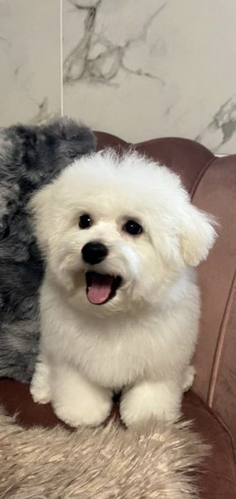 Bichon Frise cudowna do odbioru po 20.10.2025