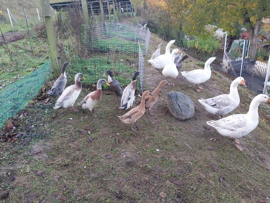 Kaczki biegusy, gęsi, koguciki Liliputki