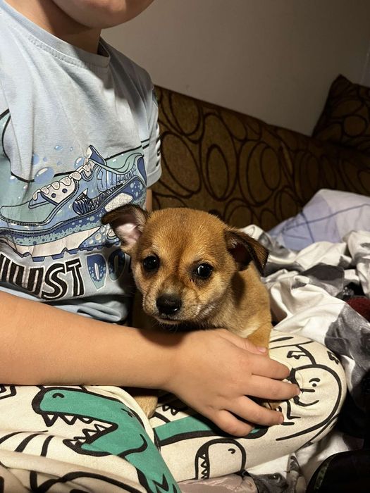 Chihuahua szczenięta