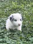 Border Collie pies