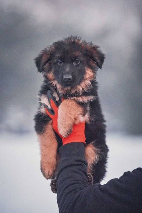 Owczarek niemiecki Owczarki niemieckie