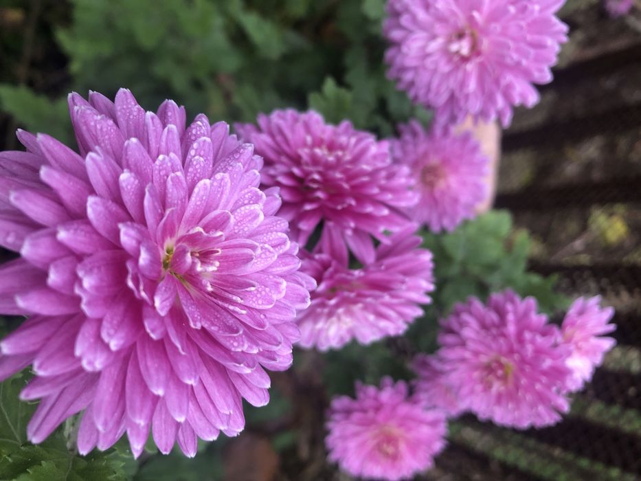 Хризантема. Коралового кольору.