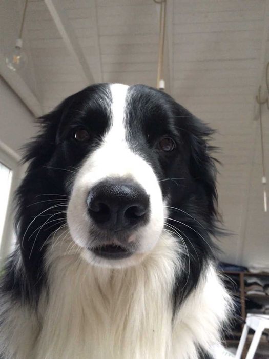 Border Collie reproduktor