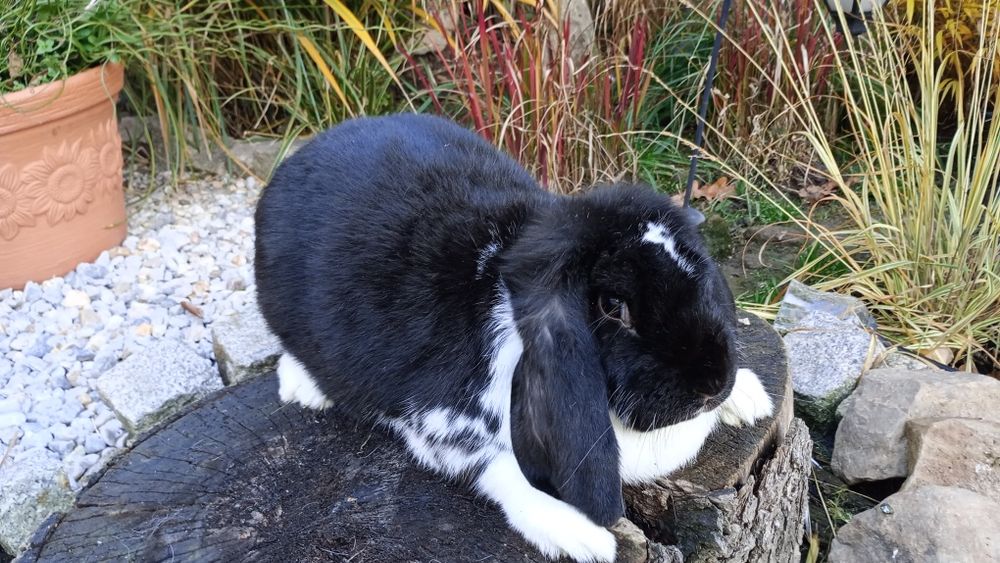 Sprzedam samicę barana francuskiego