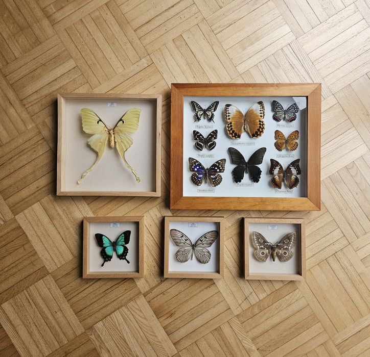 Motyle gablota ,ramka,hobby, kolekcja, zestaw