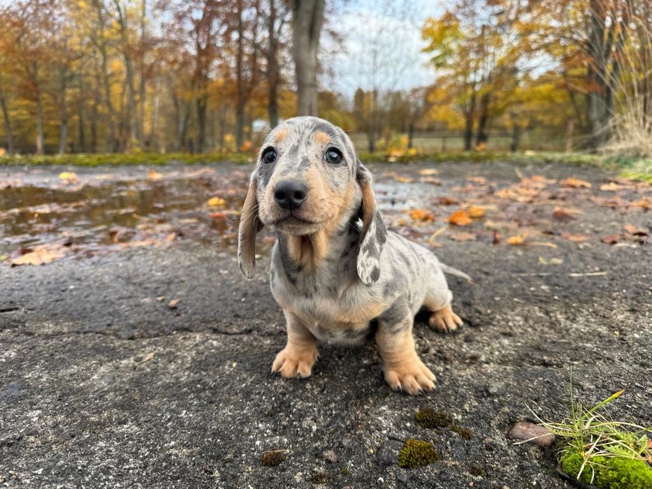 jamnik miniaturowy piesek merlle