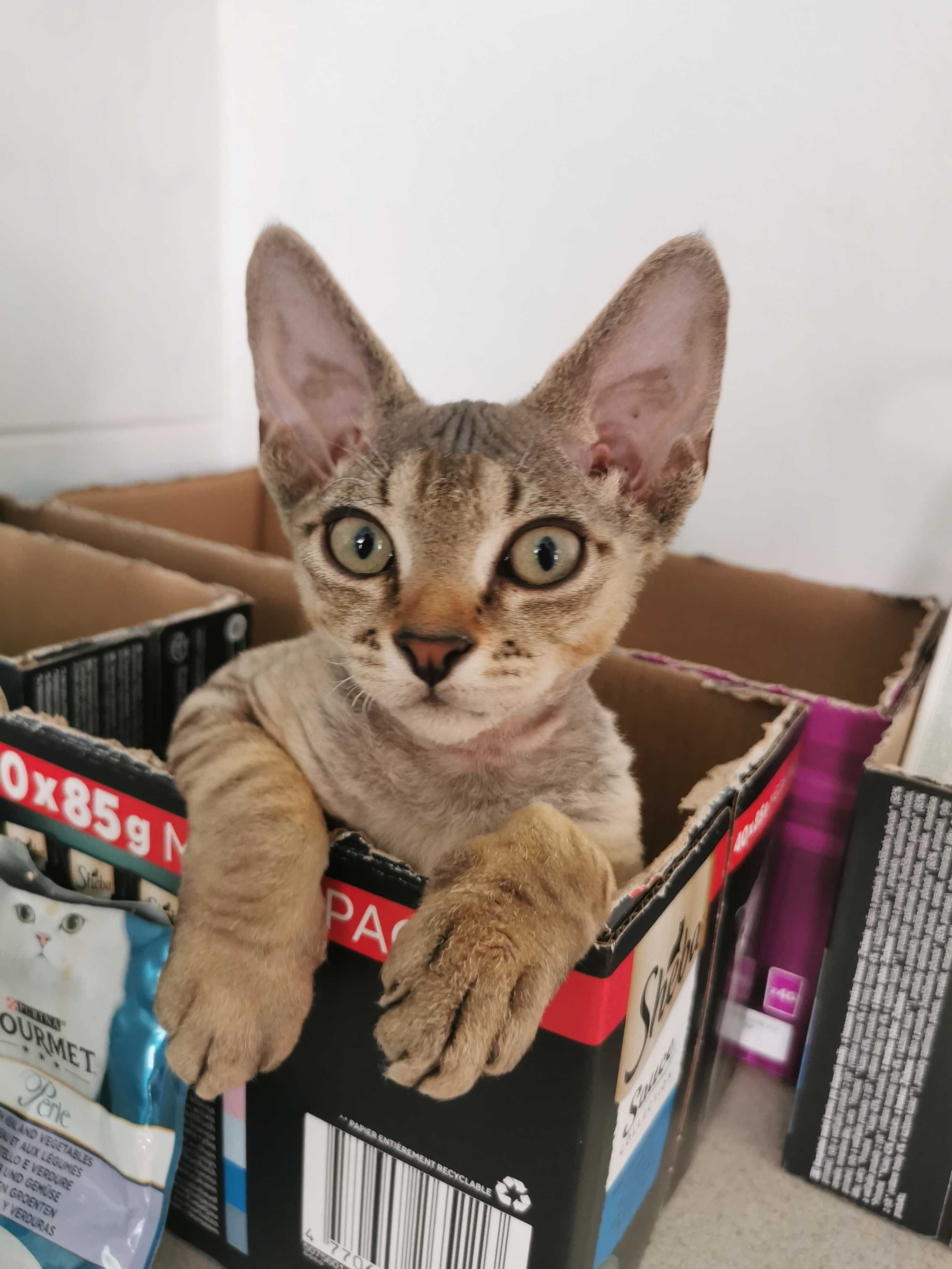 Devon rex gotowy do zmiany domu