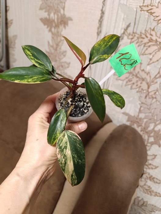 Монстера Peru,Филодендрон Мамей, Эмеральд Рэд вариегатний