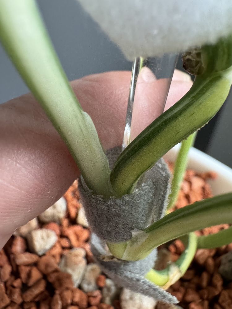 Scindapsus Blue Splash Variegata/ pędówka